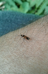 Horvathiolus superbus