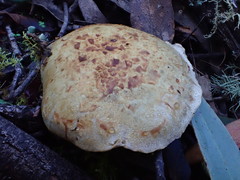 Cortinarius chrysopocos