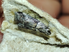 Acrobasis sodalella