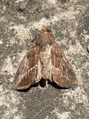Argyrogramma verruca