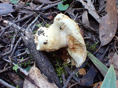 Cortinarius chrysopocos