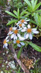 Brachyglottis kirkii