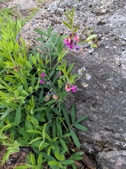 Lathyrus linifolius