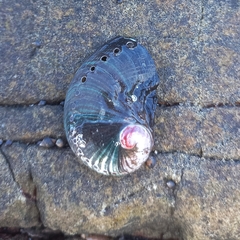 Haliotis spadicea
