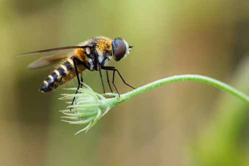 Lomatia lateralis nuotrauka