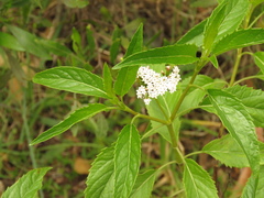 Stevia lucida