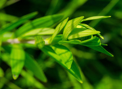 Lilium philadelphicum