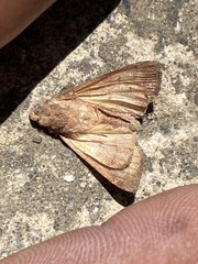 Argyrogramma verruca