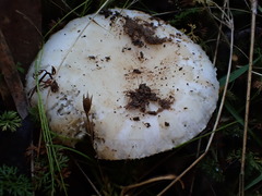 Russula marangania