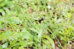 Paracritheus trimaculatus