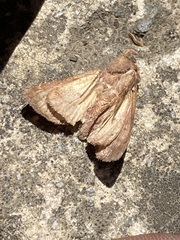 Argyrogramma verruca