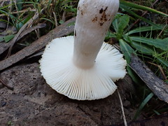 Russula marangania
