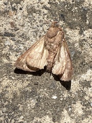 Argyrogramma verruca