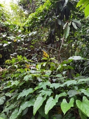 Trigonostemon thyrsoideus