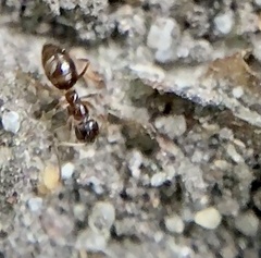 Prenolepis imparis