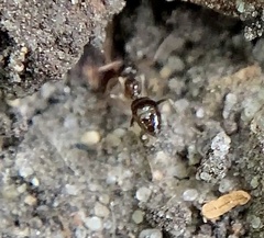 Prenolepis imparis