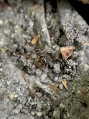 Prenolepis imparis