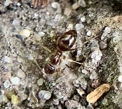 Prenolepis imparis