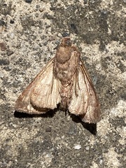 Argyrogramma verruca