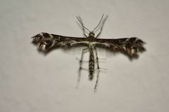 Oxyptilus parvidactyla