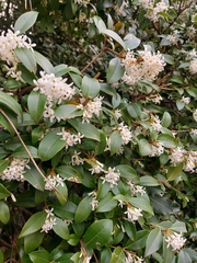 Osmanthus × burkwoodii