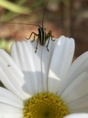 Pachytrachis striolatus
