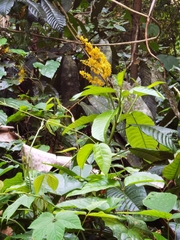 Trigonostemon thyrsoideus