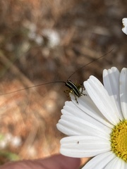 Pachytrachis striolatus