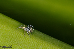 Phintelloides versicolor