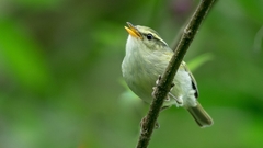 Phylloscopus reguloides