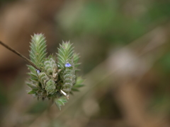 Justicia crenatifolia