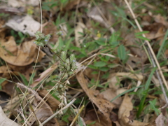 Justicia crenatifolia