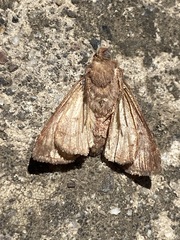 Argyrogramma verruca