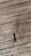 Frontinellina frutetorum