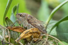 Dundubia