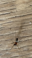 Frontinellina frutetorum