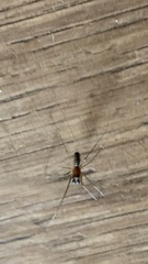 Frontinellina frutetorum