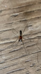 Frontinellina frutetorum