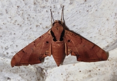 Ambulyx sericeipennis