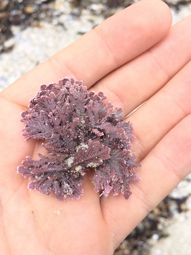 Bossiella chiloensis, 2018-06-18