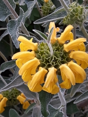Phlomis russeliana