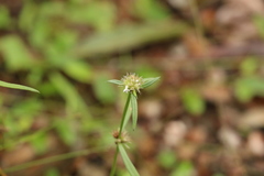 Spermacoce brachystema