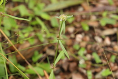 Spermacoce brachystema