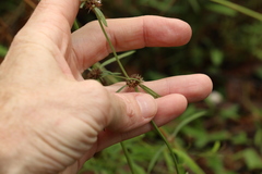 Spermacoce brachystema