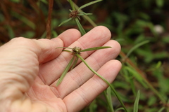 Spermacoce brachystema