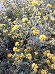 Phlomis russeliana