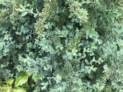 Spiraea hypericifolia