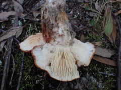 Tricholoma austrocolossus