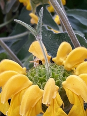 Phlomis russeliana