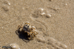 Dotilla wichmanni
